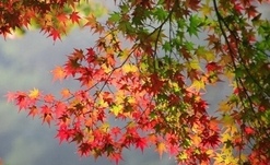 И снова осень