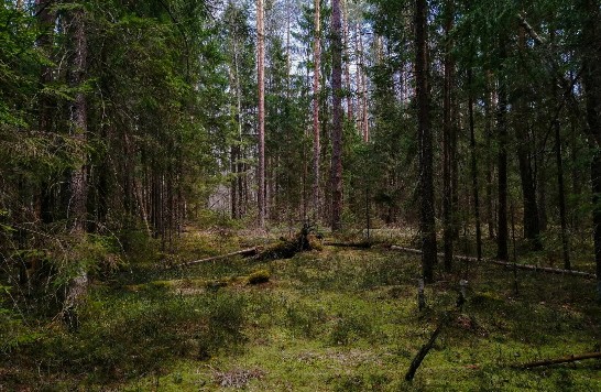 В лесу еловом