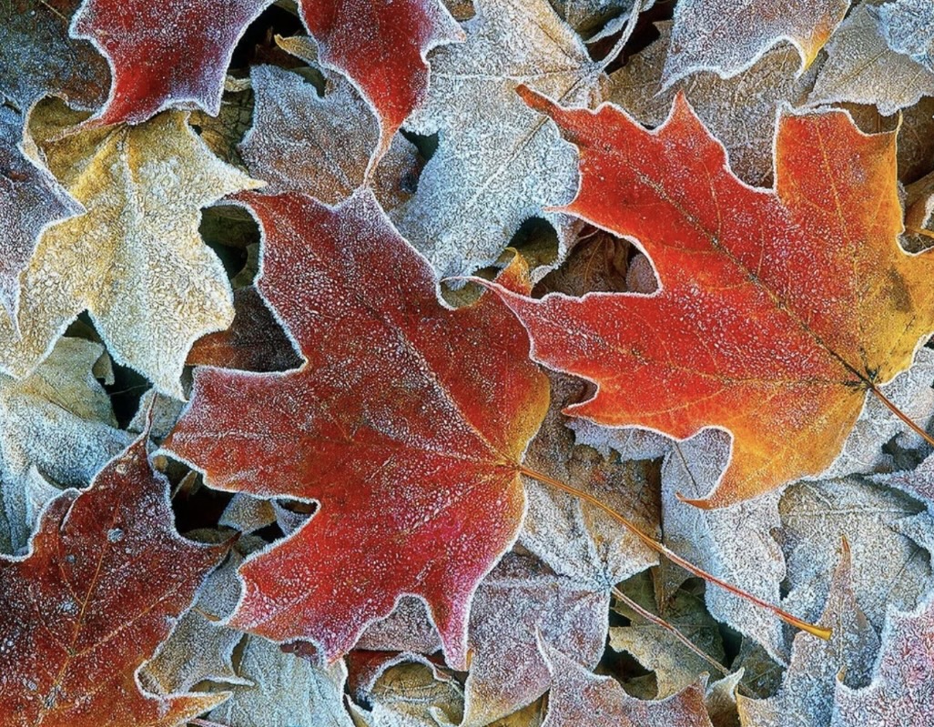 Осенние листья, срываясь с деревьев