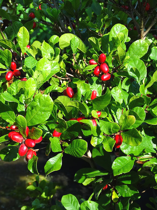 Путерия сладковатая