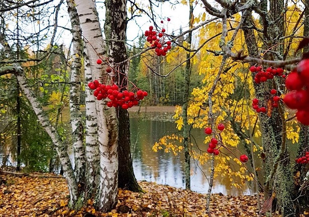 Осень, уверенно, вносит своё!?