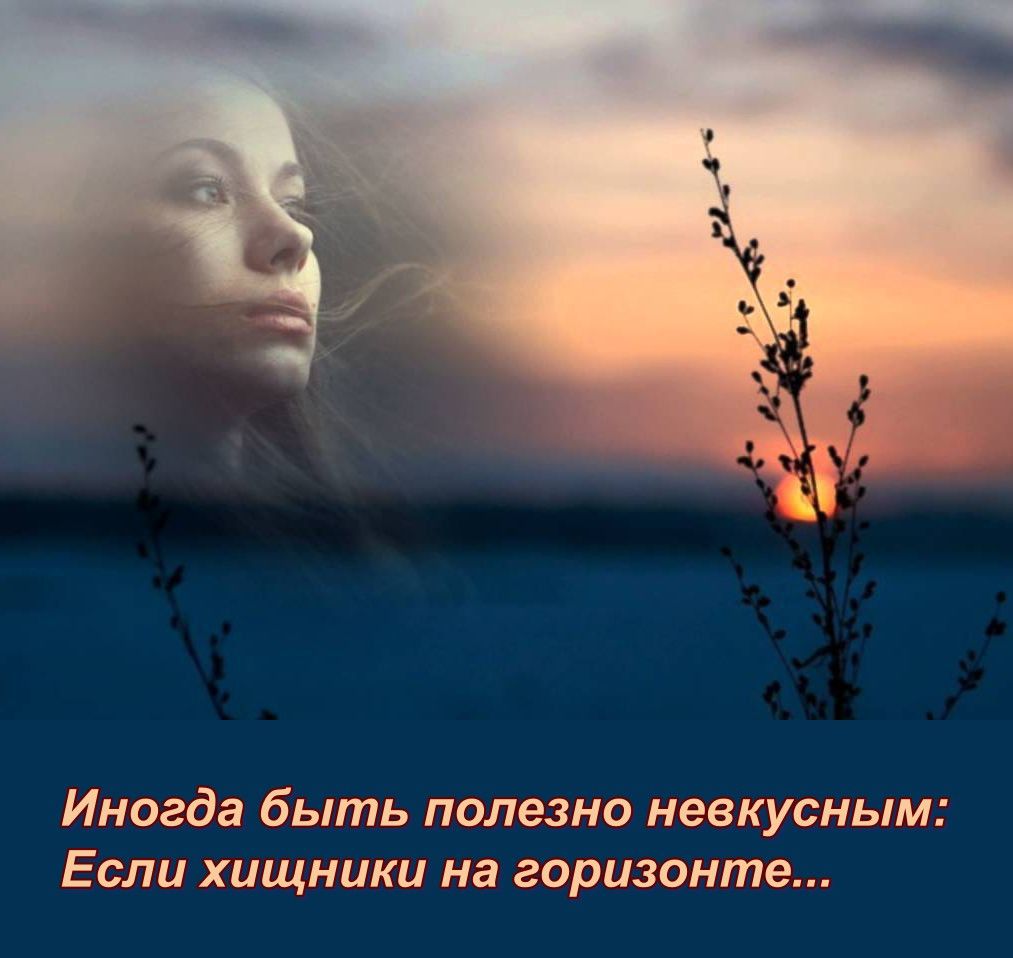 Полыни горькой трава (herba absinthii). Женщина в поле полыни. Полынь горькая фильм. Полынь сложноцветные. Горькою полынью песня.