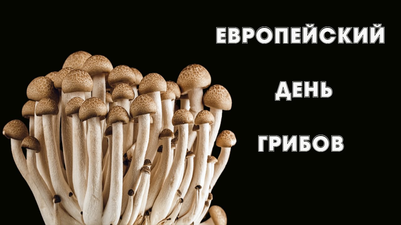 День грибов