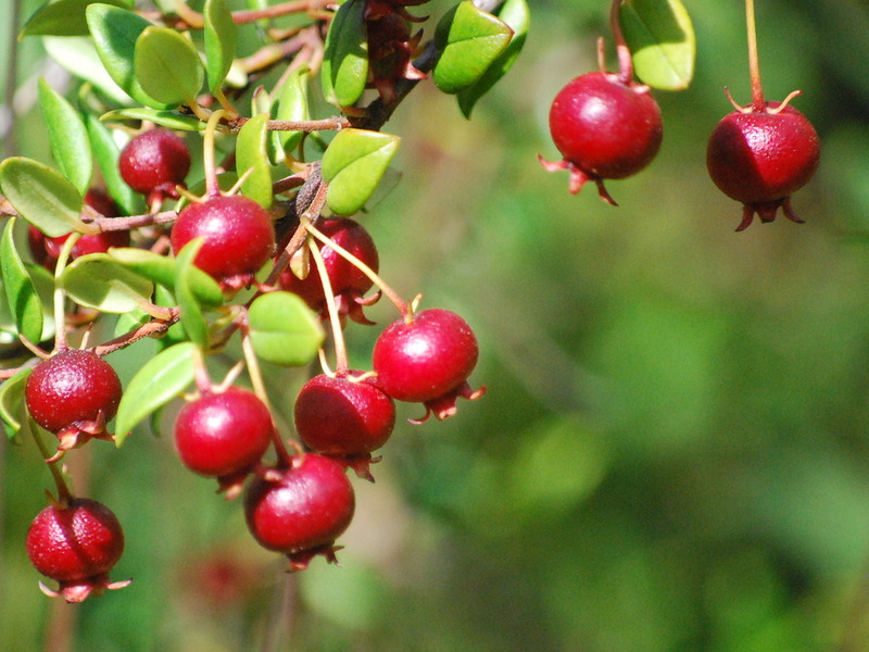 Угни Молины