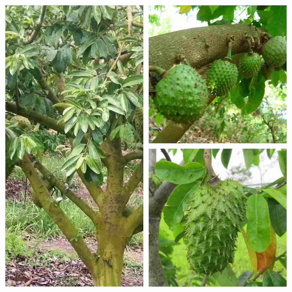 Сметанное яблоко