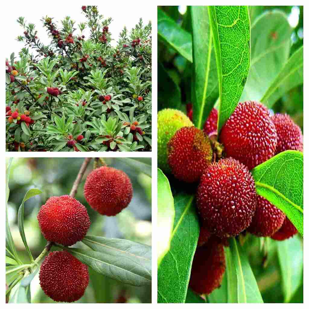 Земляника китайская