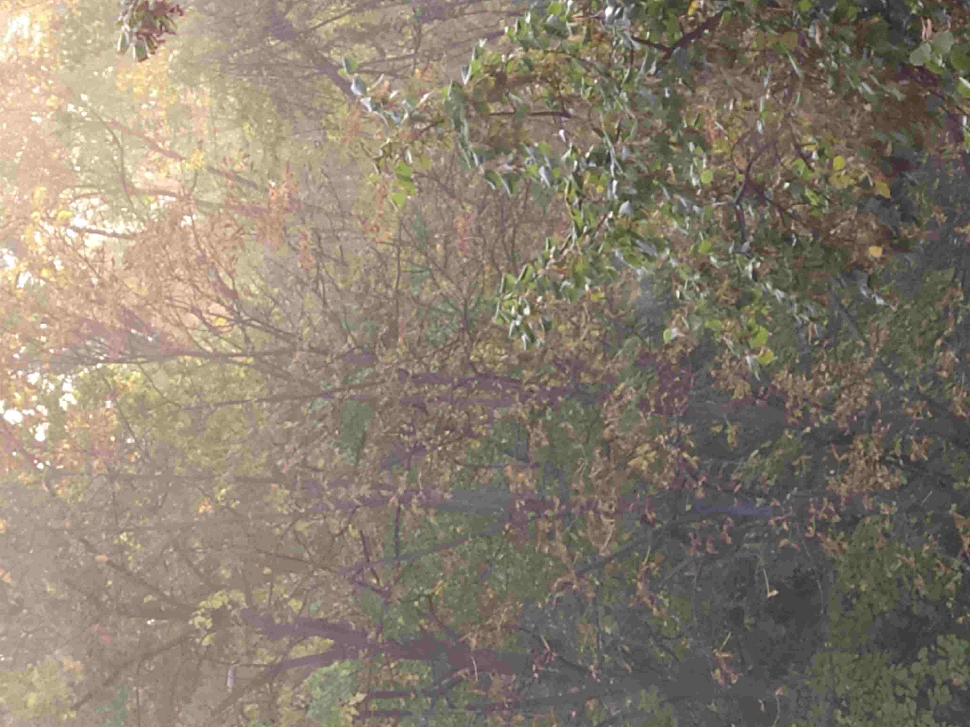 Сентябрь гадает...