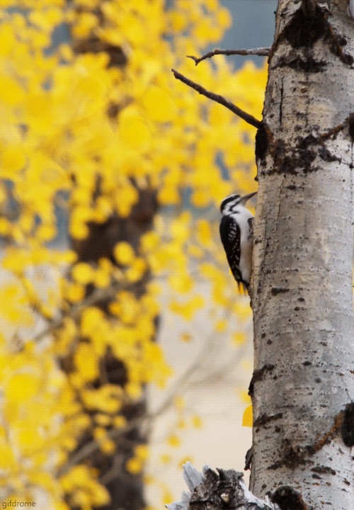 Дятел и берёза