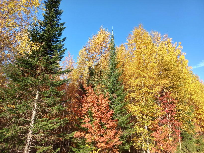 Осенний сон