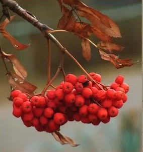 Рябина красная