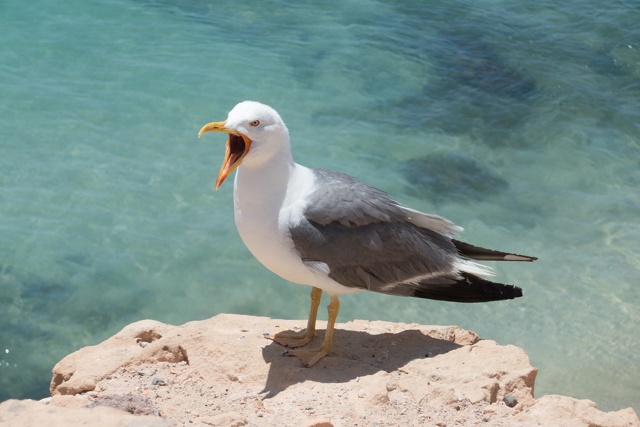 Free Images : sea, coast, animal, seabird, seagull, beak, close, fauna, vertebra
