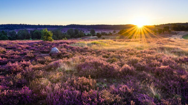 Лежат под мирным солнцем... из Т. Штром