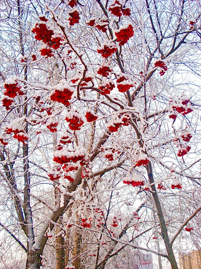 Рябина красная,