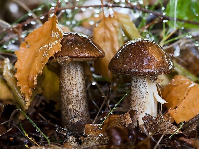 Осенний дождь