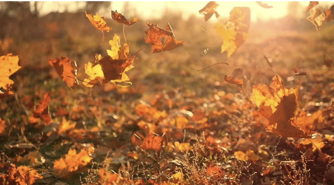 Наступила осень