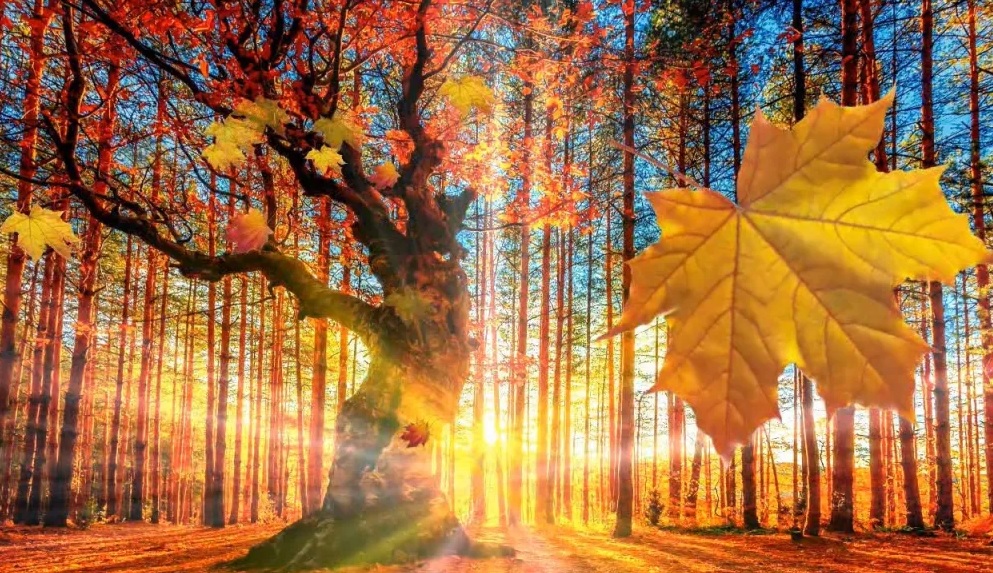 По шелесту узорного настила...