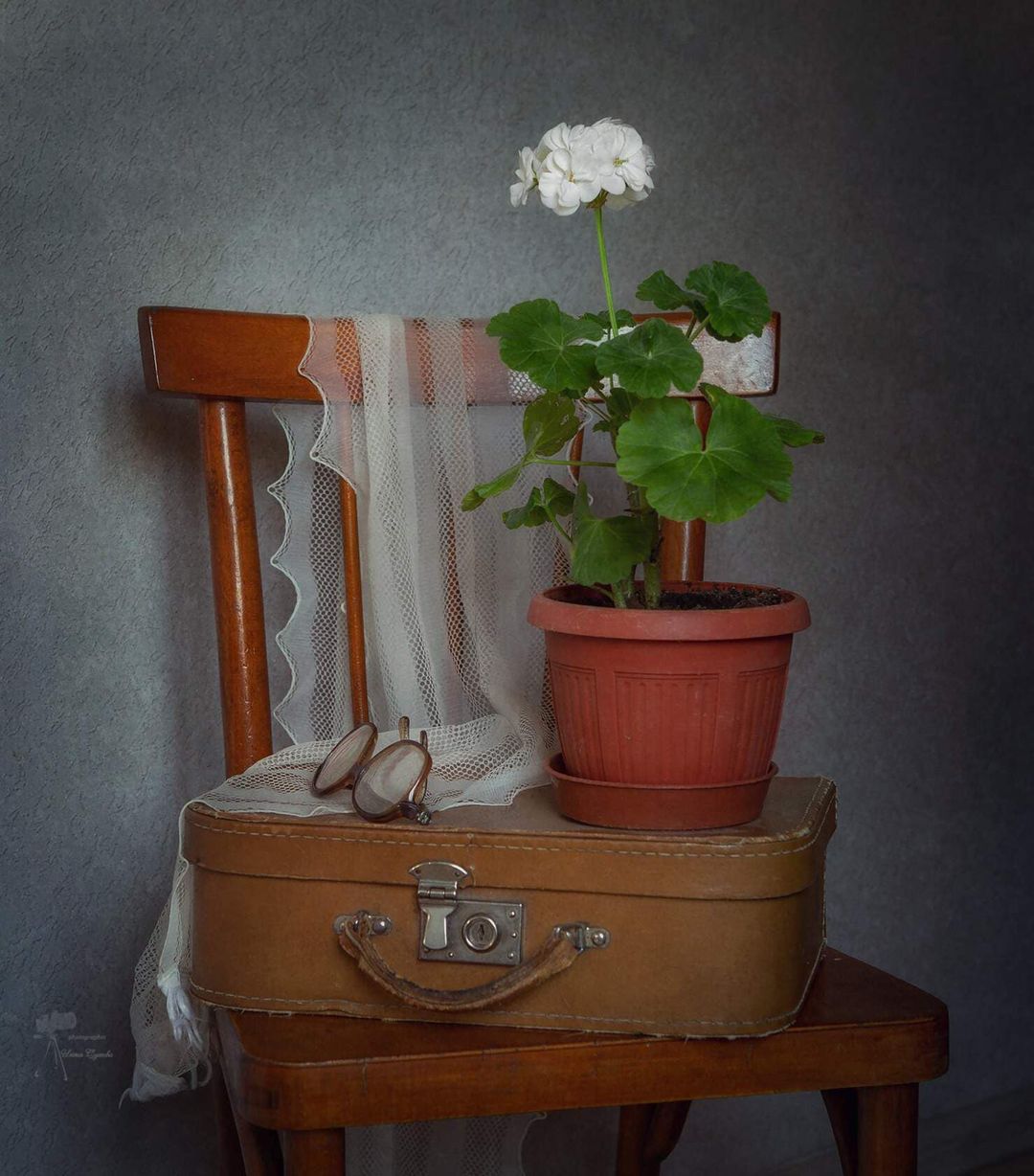 Белая герань