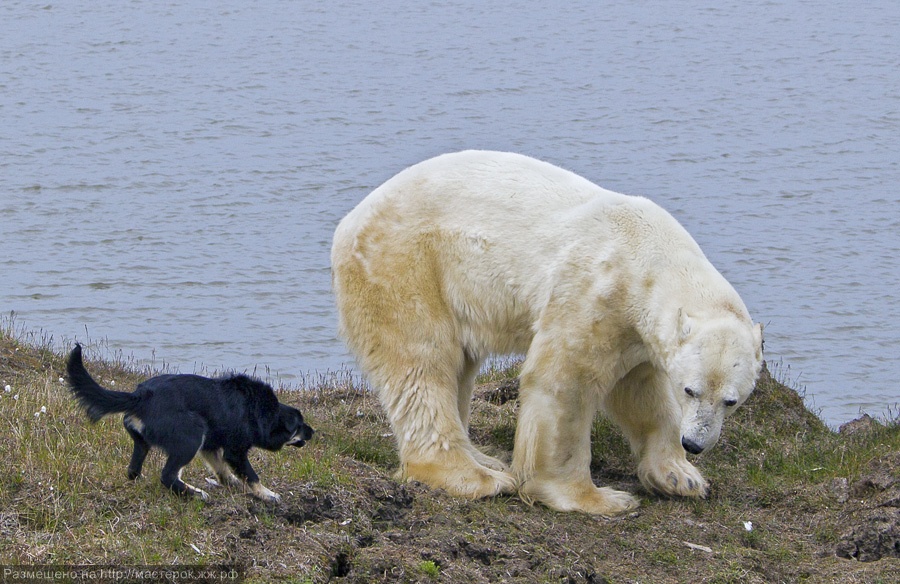Повеяло из-за бугра...