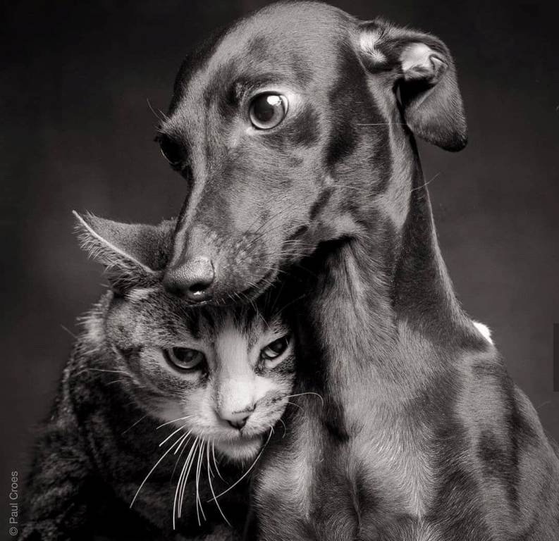 Хочу, чтоб, как кошка с собакой!