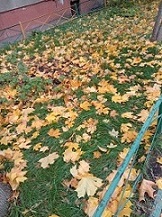 Ковер осени