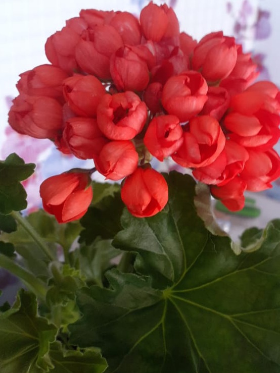 Современное сентиментальное...