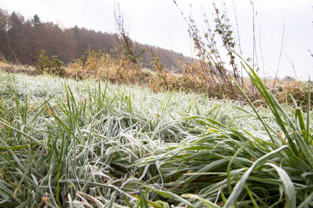 Холодное сердце