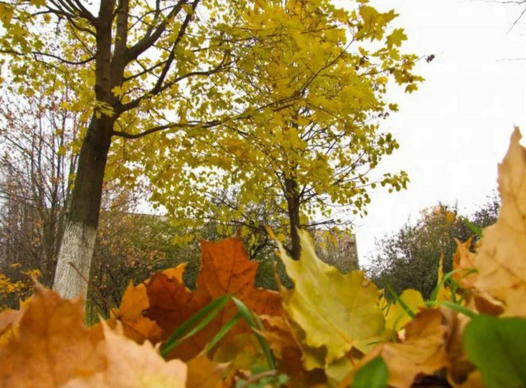 Листья над городом. Опавшие листья тополя. Листопад кружит. Осенние листья в городе. Листопад желтых листьев.