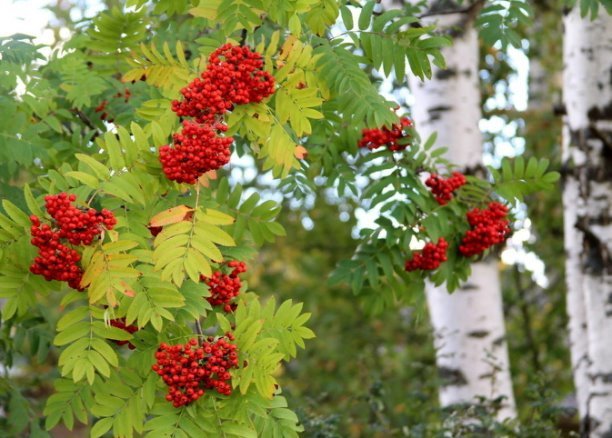 День на славу!