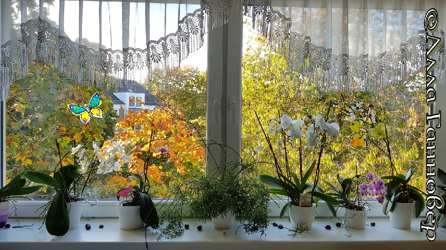 Звёздная страна