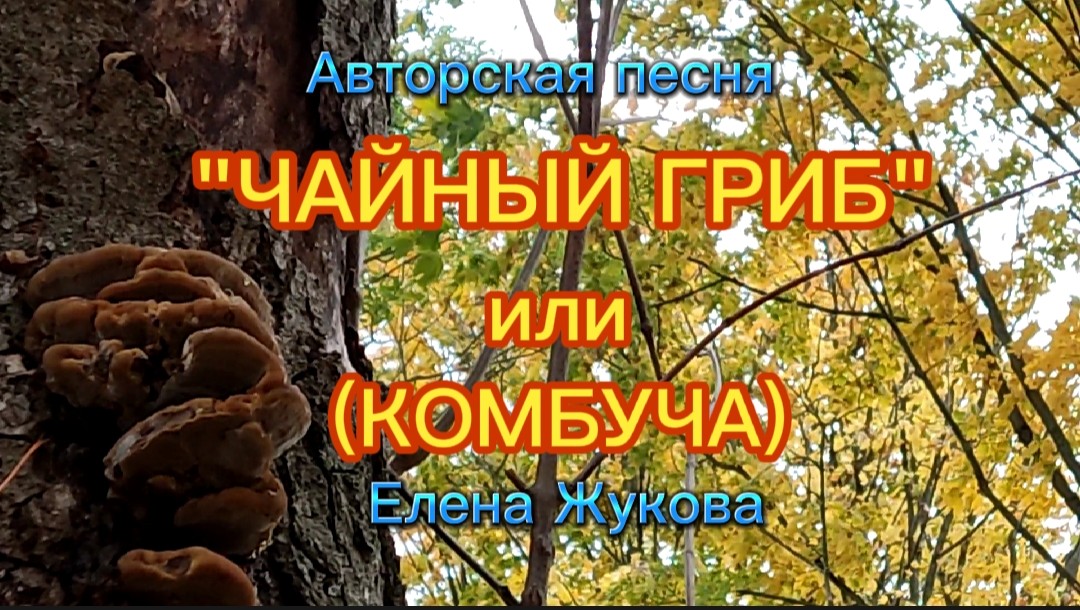 Чайный гриб Комбуча