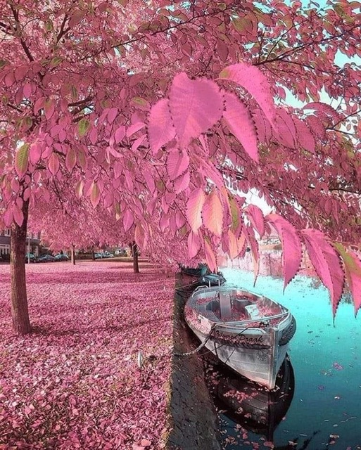 Осень в Амстердаме