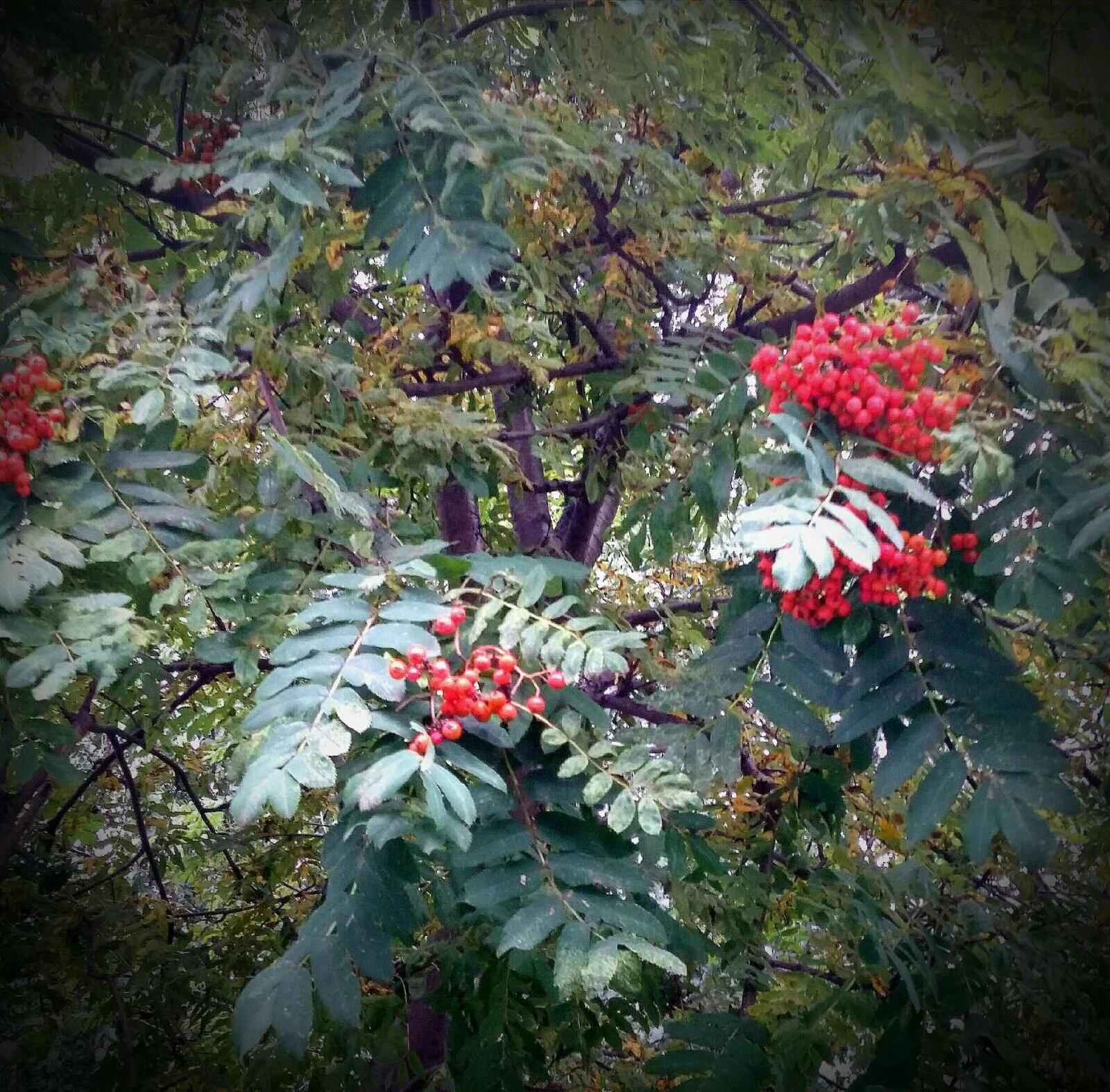 Мне сегодня приснился ты...