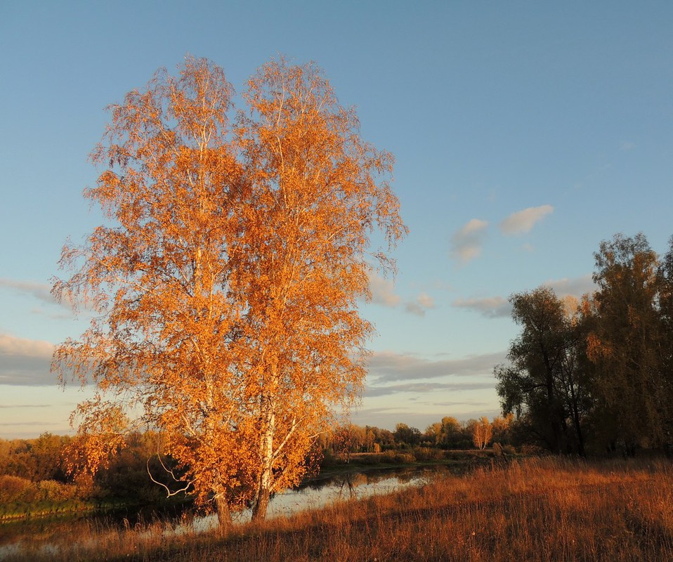 Pin by GC fiti on Temperate Deciduous Forest (Spring) Aspen trees, Birch tree wa