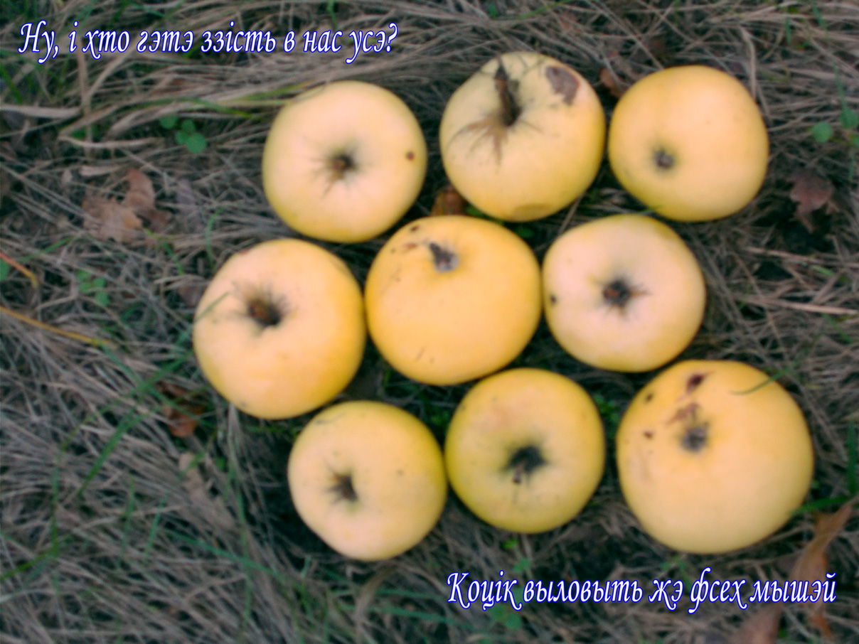 Щэ ж йидэ кудыся пувжыдок!