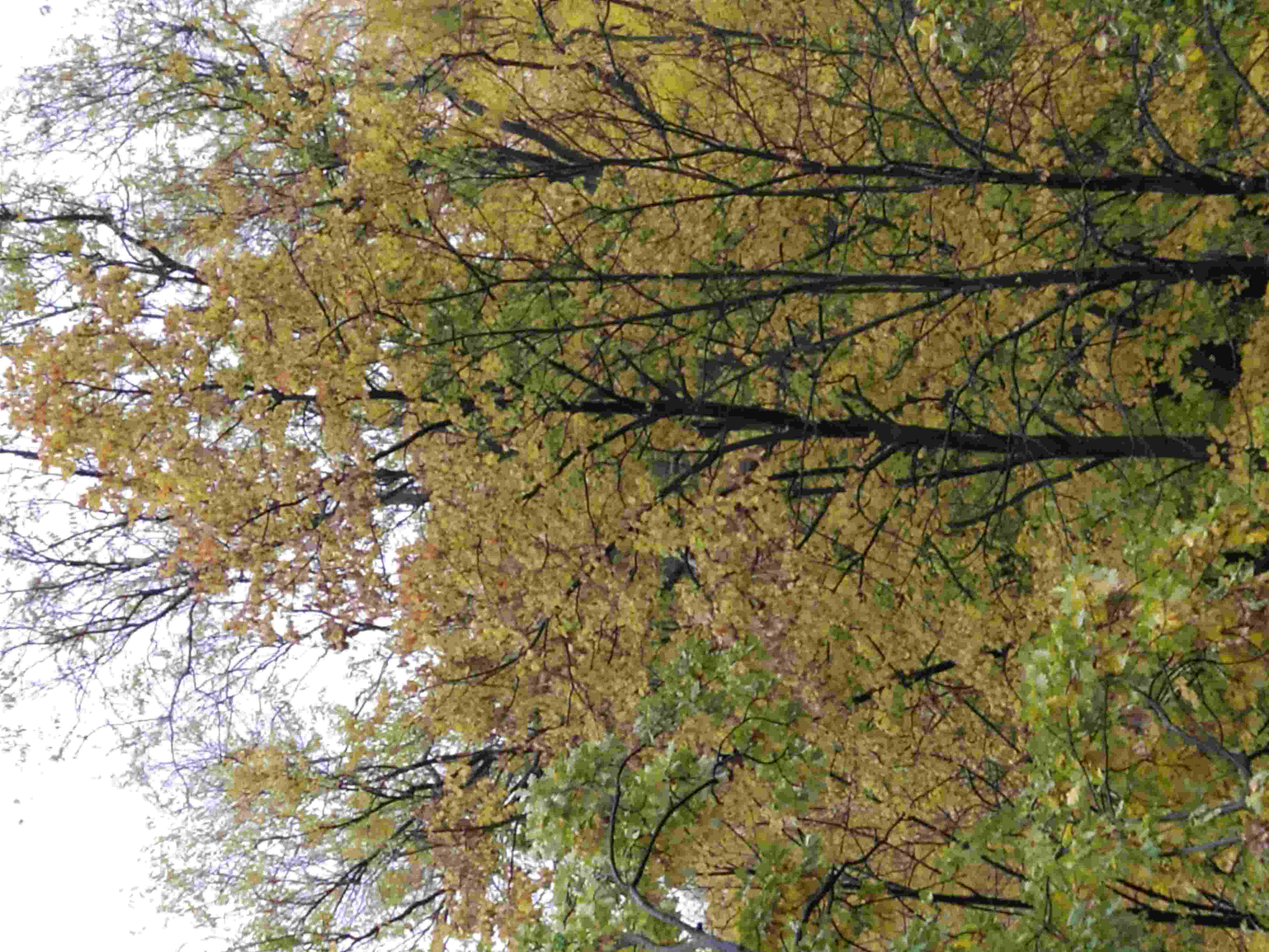 Послушаю осенний шум дождя...