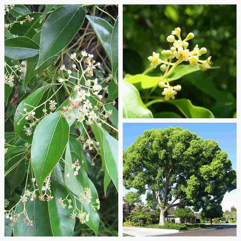 Камфорное дерево