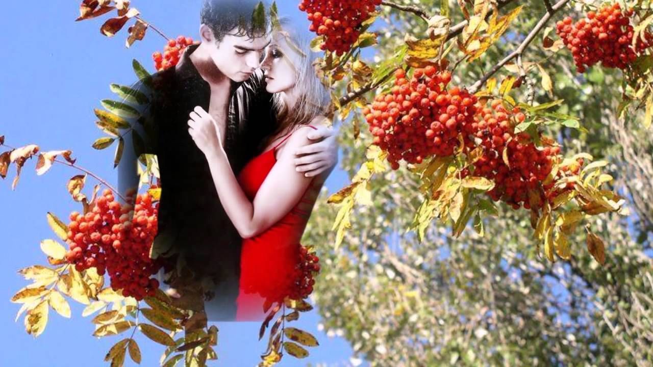 Влюбленные у рябины. Калина обыкновенная съедобная. Помология наука. Скажи мне рябина за что полюбила. Скажи мне рябина за что полюбила.