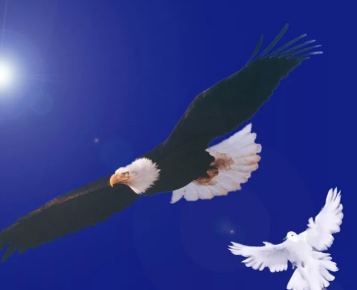 Орёл и Голубь