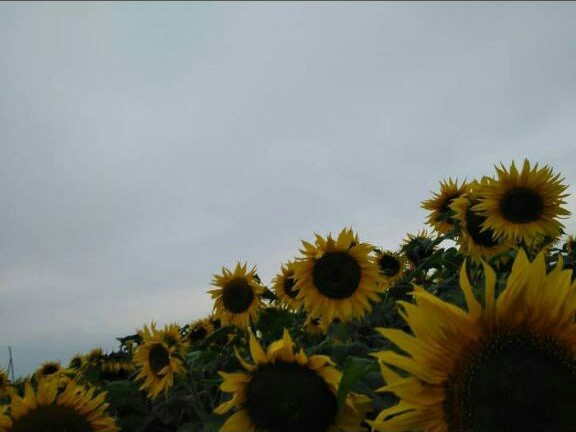 Мне так тесно в груди