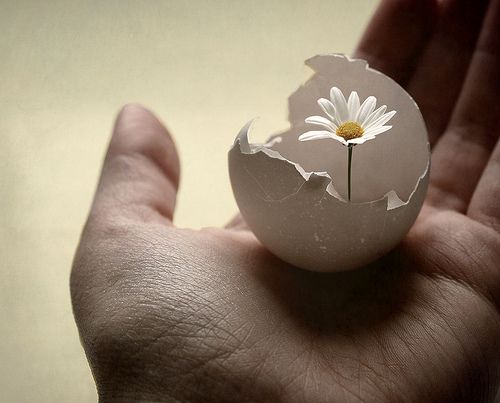 Высовывает жало