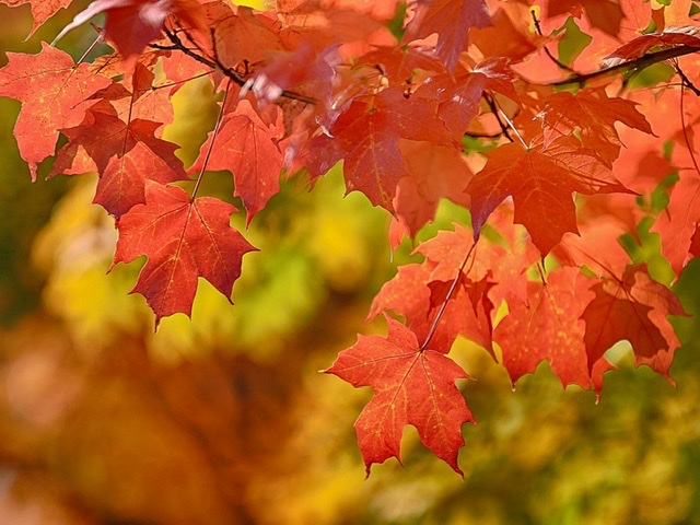 Осень на Родине