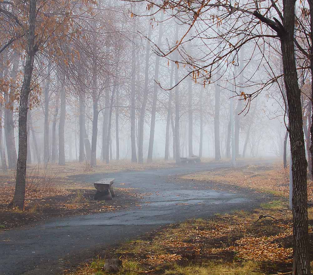Москва природа осень поздняя