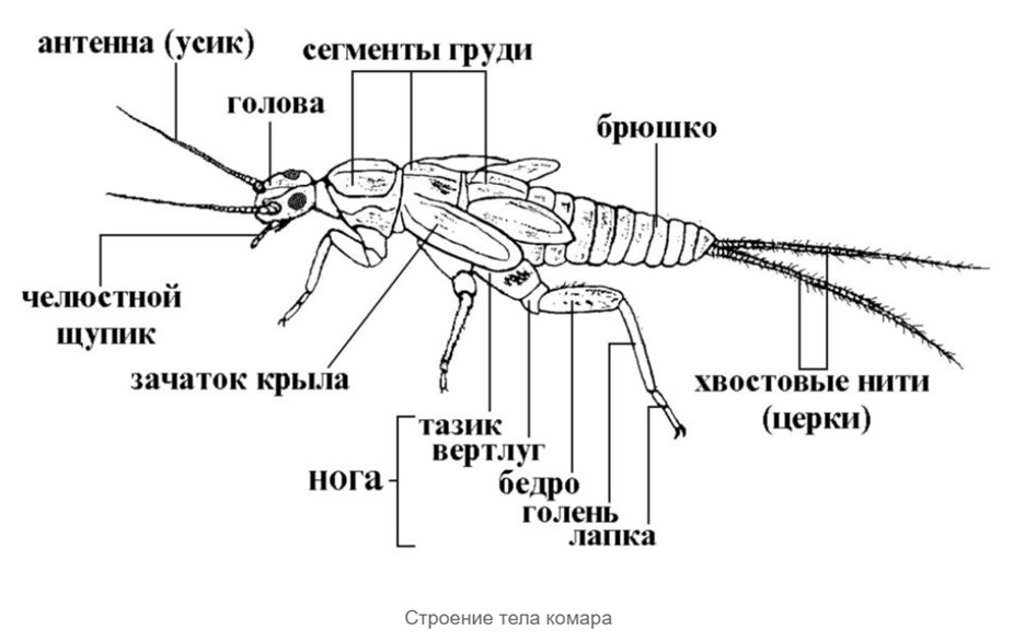 Боевые комары
