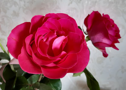 Загадка. Роза