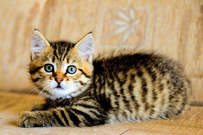 Котята шотландские - купить в Омске, цена 4 000 руб., продано 5 марта 2021 - Кош