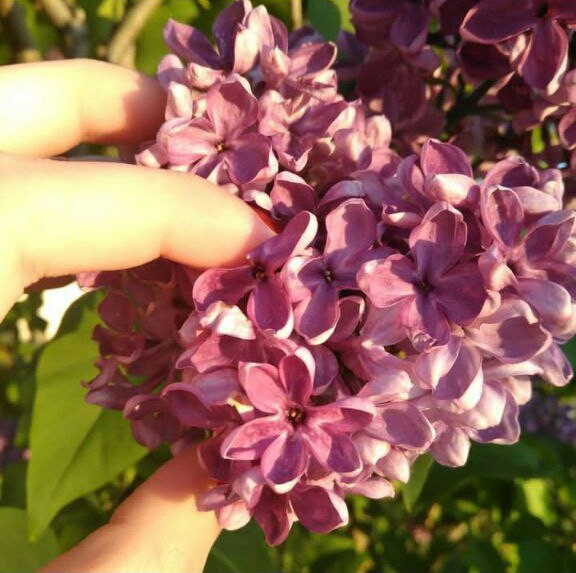 Святая Любовь