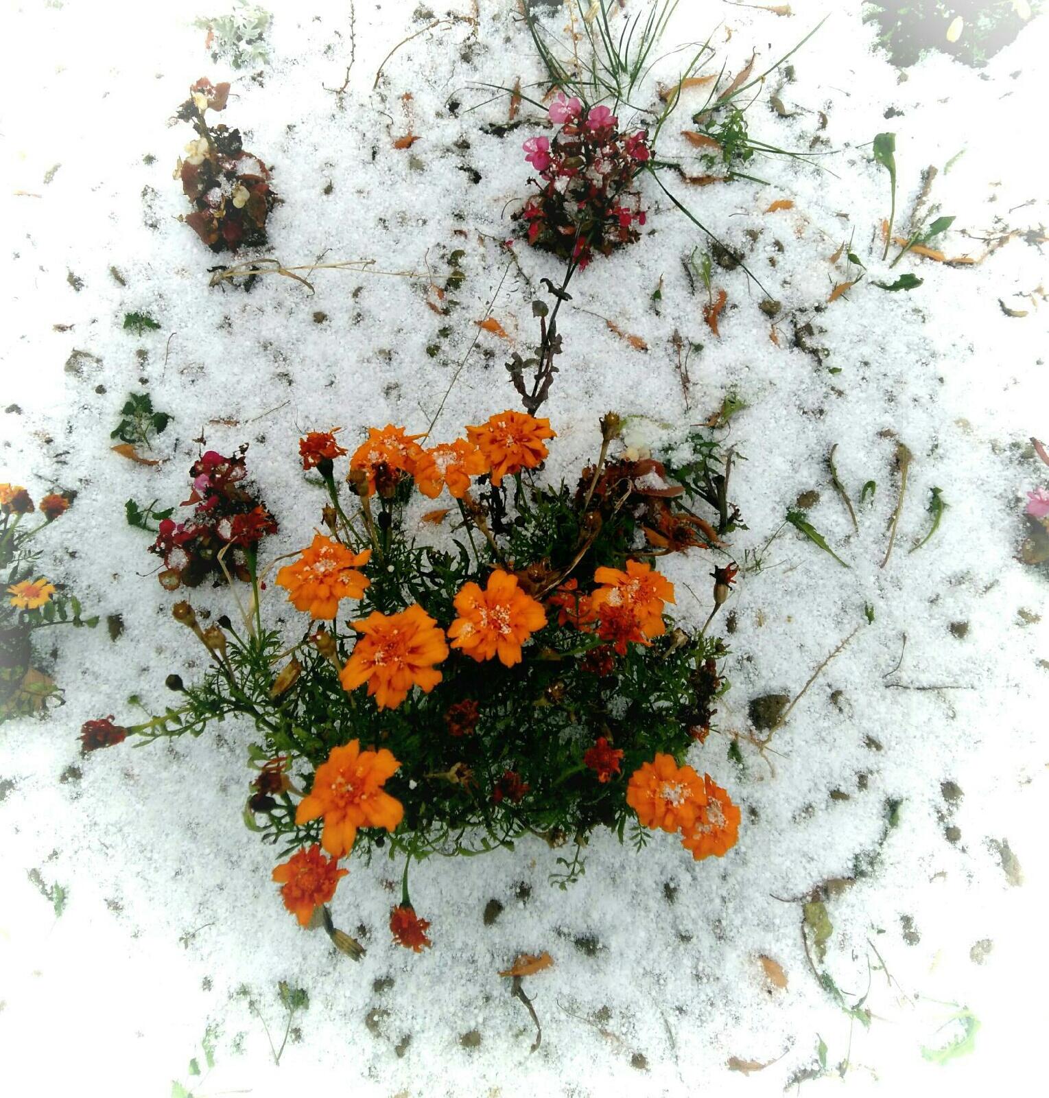 Первый снег