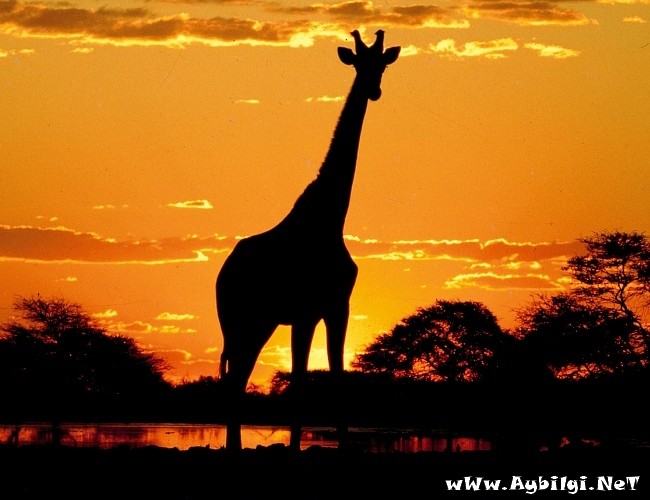 Депо и Лимпопо