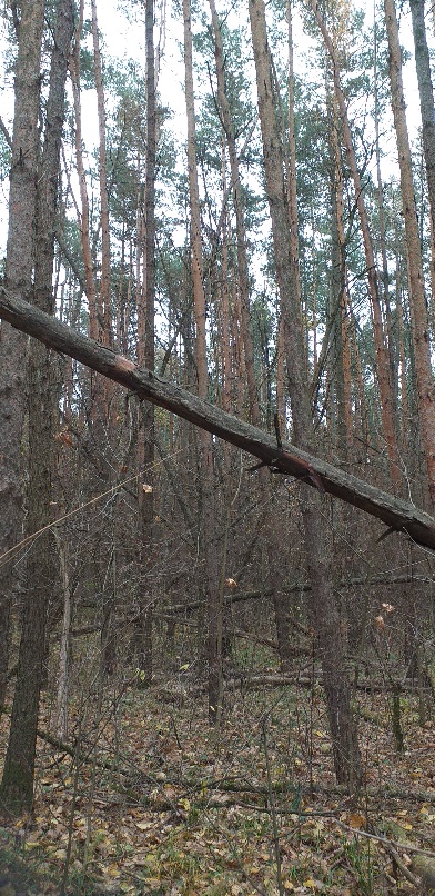 Просто сон