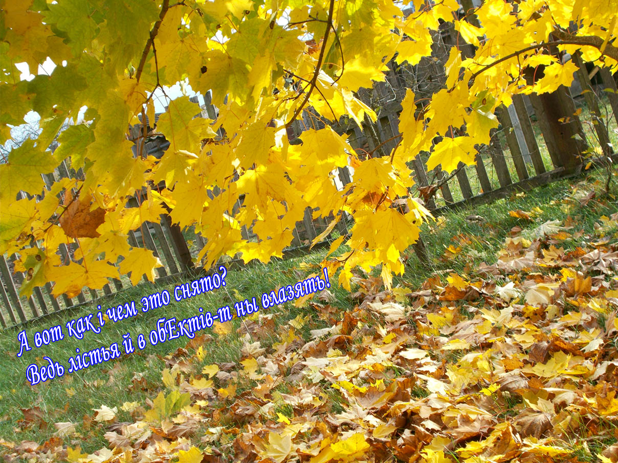 Шо кому дай хоть у рыло